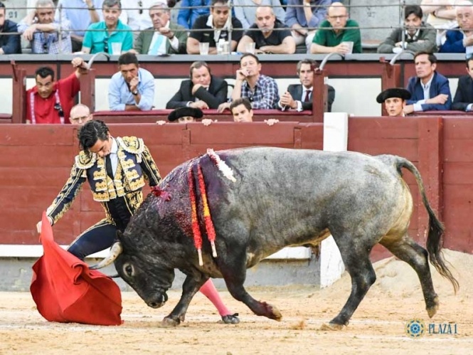 Toros de público