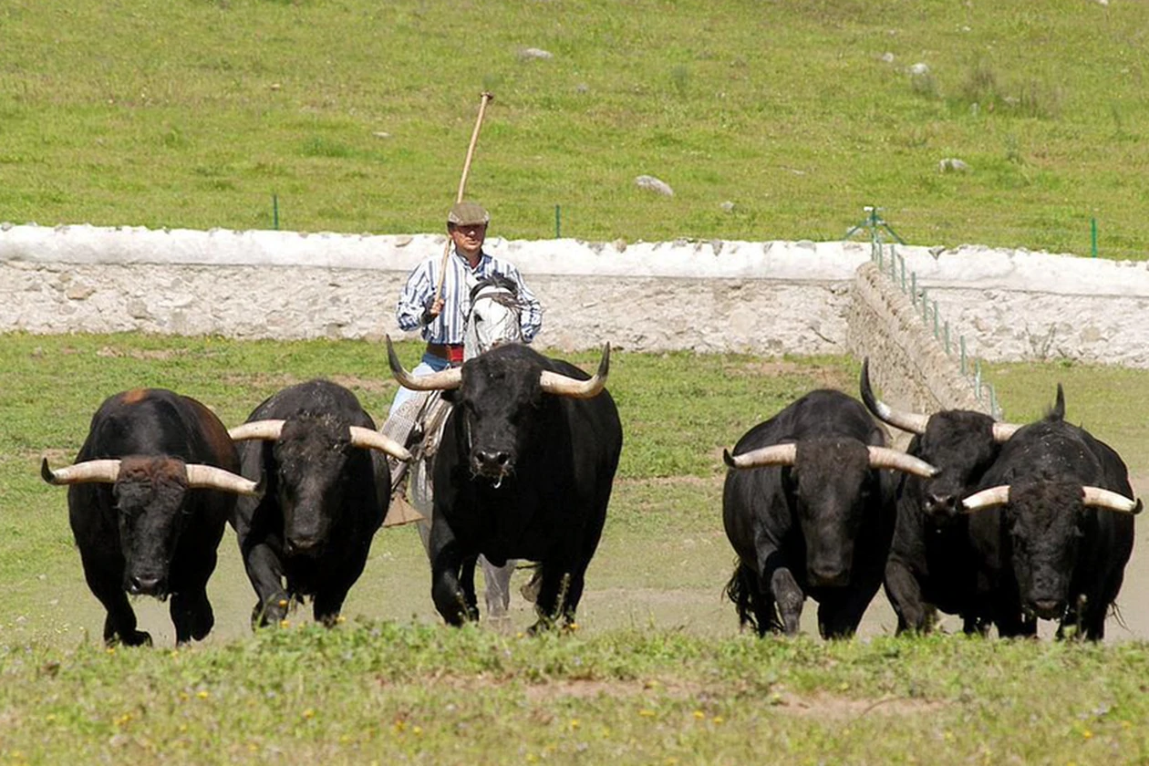 Castilla y León ayudará a las ganaderías de bravo