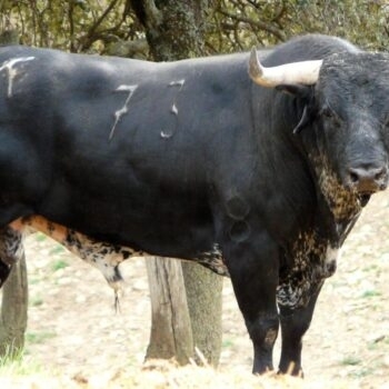 Seria corrida de Los Maños para su debut en Huesca