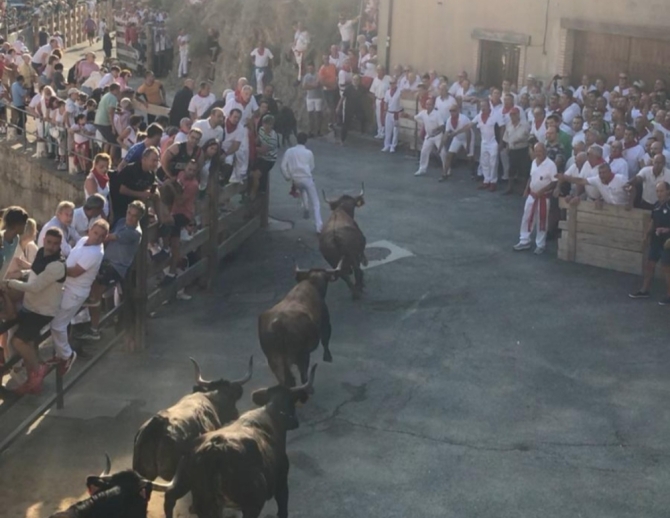 Segundo encierro del Pilón de Falces: 'El relevo generacional pisa muy fuerte'