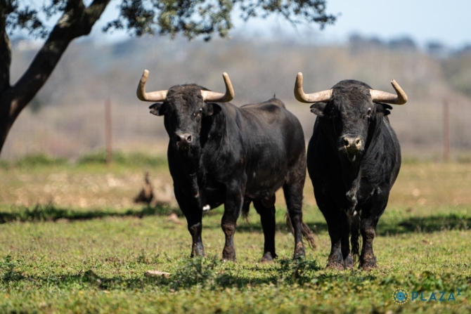 Los Pedraza ya están en los corrales de Las Ventas; Román, Dias Gomes y De Manuel en el cartel