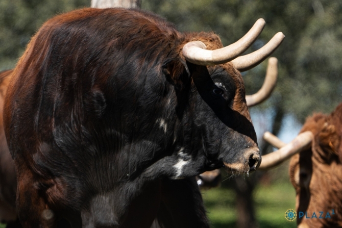 Los Pedraza ya están en los corrales de Las Ventas; Román, Dias Gomes y De Manuel en el cartel