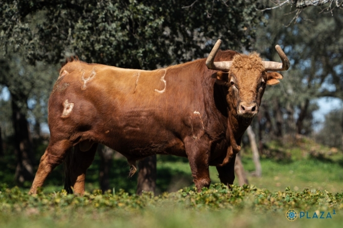 Los Pedraza ya están en los corrales de Las Ventas; Román, Dias Gomes y De Manuel en el cartel