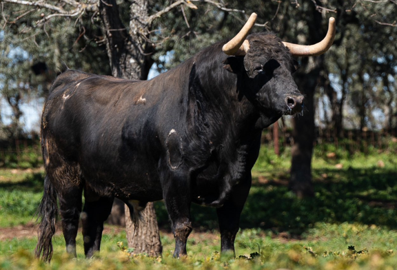 Los Pedraza ya están en los corrales de Las Ventas; Román, Dias Gomes y De Manuel en el cartel