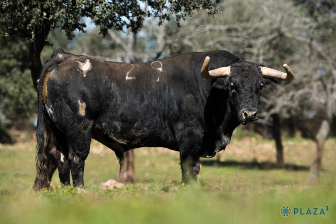 Los Pedraza ya están en los corrales de Las Ventas; Román, Dias Gomes y De Manuel en el cartel