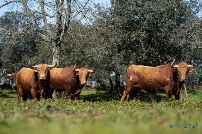 Los Pedraza ya están en los corrales de Las Ventas; Román, Dias Gomes y De Manuel en el cartel