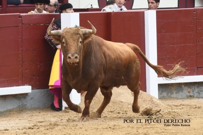 Román y 'Niñoso' de Pedraza ponen el calor a una fría tarde en Madrid 