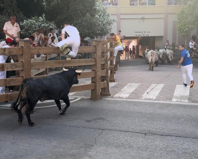 'Quinto encierro: un toro de Enrique Domínguez cornea en la plaza'