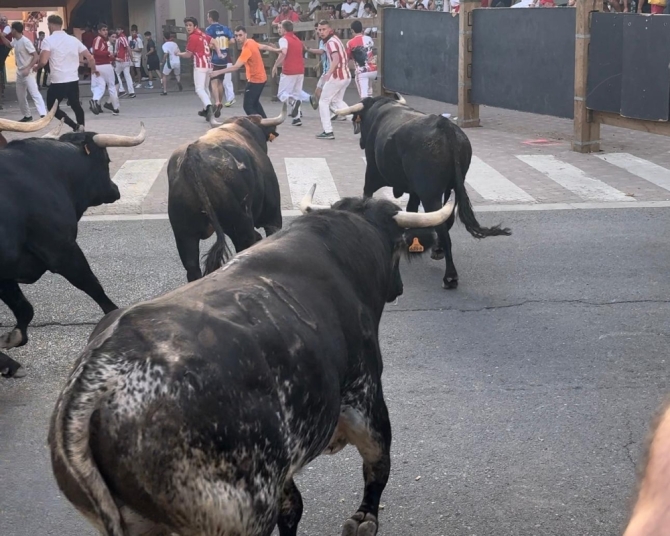 'Manada partida para disfrutar del último encierro con toros de Santos Zapatería'