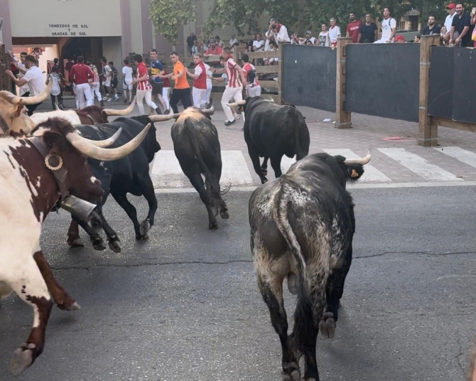'Manada partida para disfrutar del último encierro con toros de Santos Zapatería'