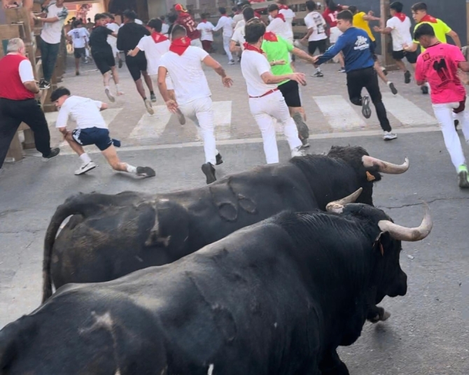 'Manada partida para disfrutar del último encierro con toros de Santos Zapatería'