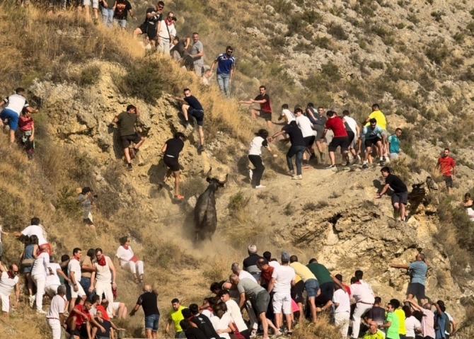 'Interminable y peligroso segundo Pilón con reses de don Teodoro Vergara'
