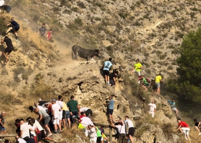 'Interminable y peligroso segundo Pilón con reses de don Teodoro Vergara'