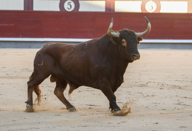 Oreja para Adrián de Torres ante una buena corrida de José Enrique Fraile'