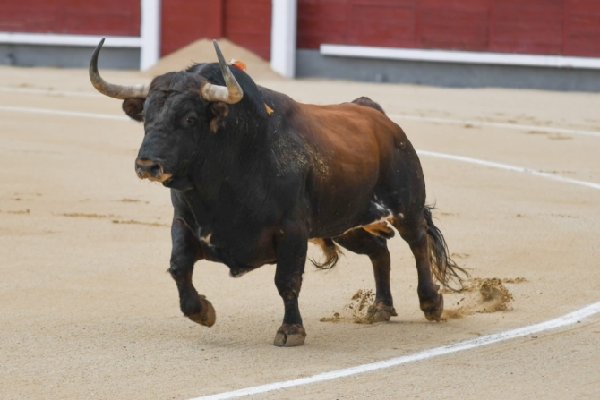 'Limpia de corrales en Las Ventas como antesala de Otoño'