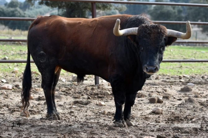 Los toros de la Benéfica de Villaseca, en imágenes