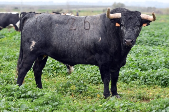Los toros de la Benéfica de Villaseca, en imágenes