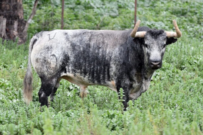 Los toros de la Benéfica de Villaseca, en imágenes