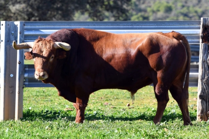 Los toros de la Benéfica de Villaseca, en imágenes