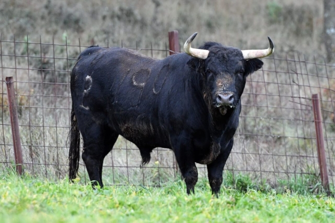 Los toros de la Benéfica de Villaseca, en imágenes