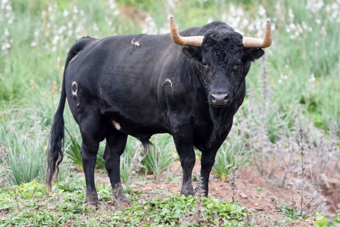 Los toros de la Benéfica de Villaseca, en imágenes