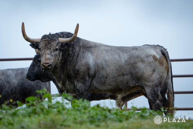 Los adolfos del arranque de temporada en Las Ventas, en imágenes