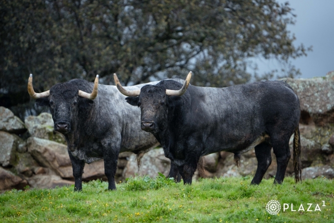 Los adolfos del arranque de temporada en Las Ventas, en imágenes