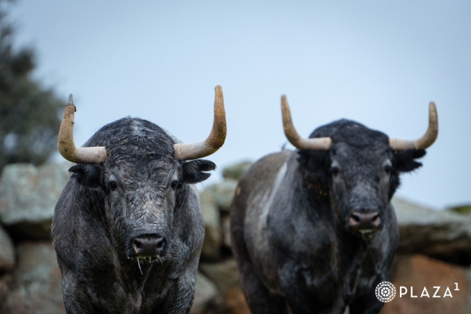 Los adolfos del arranque de temporada en Las Ventas, en imágenes