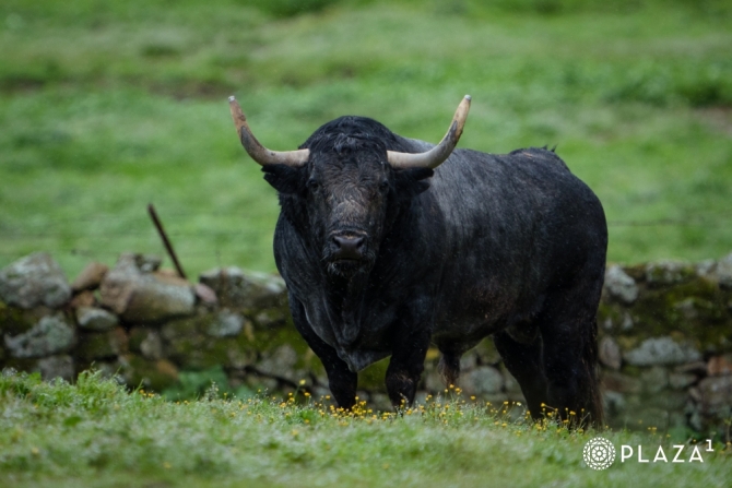 Los adolfos del arranque de temporada en Las Ventas, en imágenes