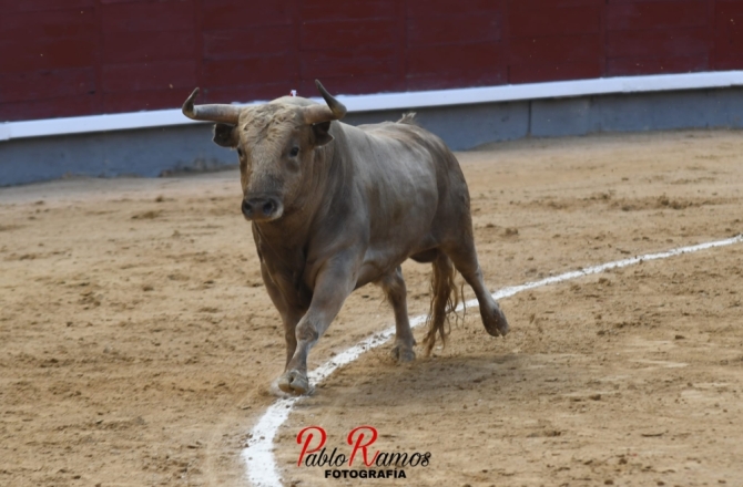 Vuelta al ruedo para Cid de María en Madrid 