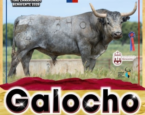 Benavente: pasión, tradición y toro enmaromado