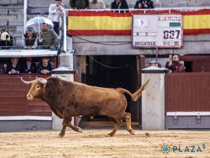 'Brigadier, Frenoso y los ocho festejos restantes'