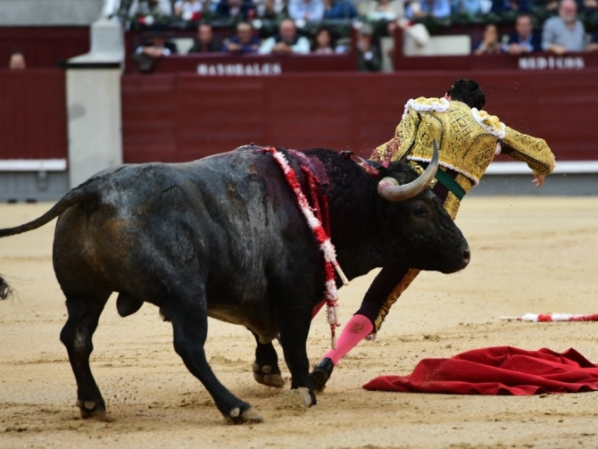 'Un milagro y una Puerta Grande esfumada'