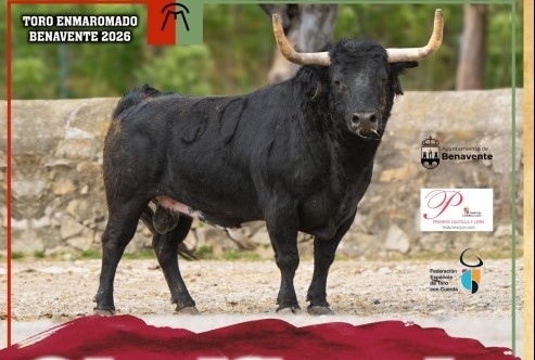Toro enmaromado de Benavente: una tradición centenaria que sigue viva