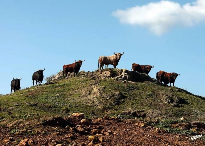 La Meca selecciona toros para San Fermín