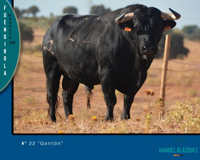 Los toros de Manuel Blázquez para Fuengirola