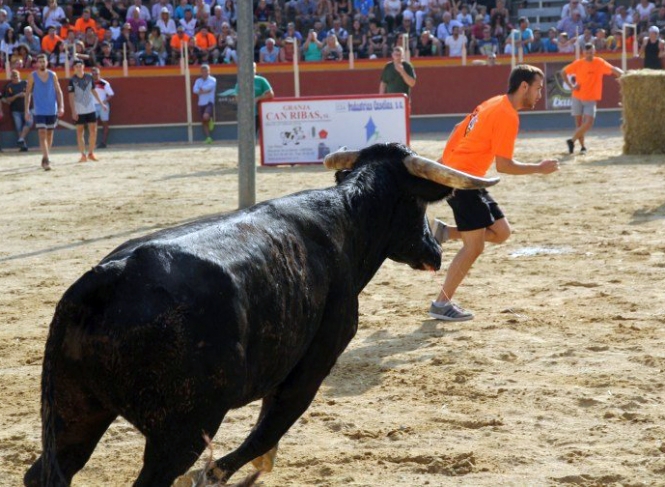 El Parlament, decidido a prohibir los correbous