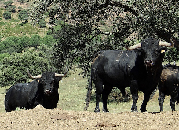 Prieto de la Cal, Saltillo y Las Monjas, en Tafalla