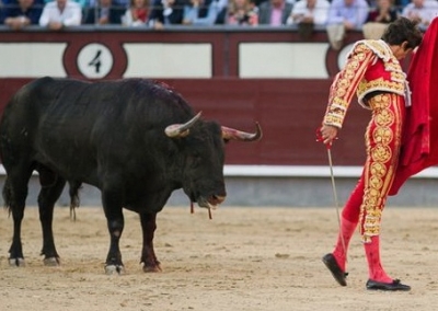 Un toro para el Torero