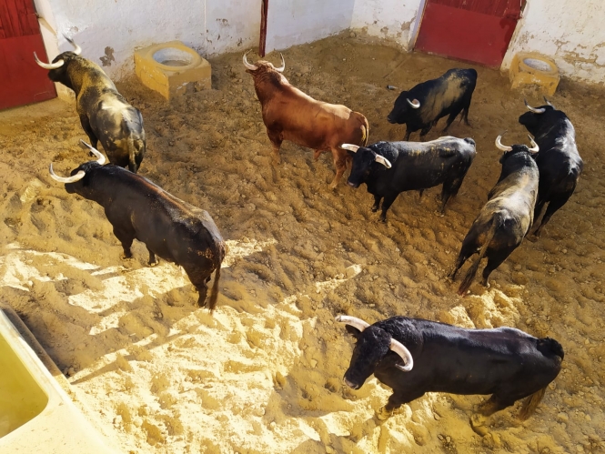 La Junta de Andalucía autoriza los festejos de Jáen